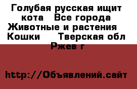 Голубая русская ищит кота - Все города Животные и растения » Кошки   . Тверская обл.,Ржев г.